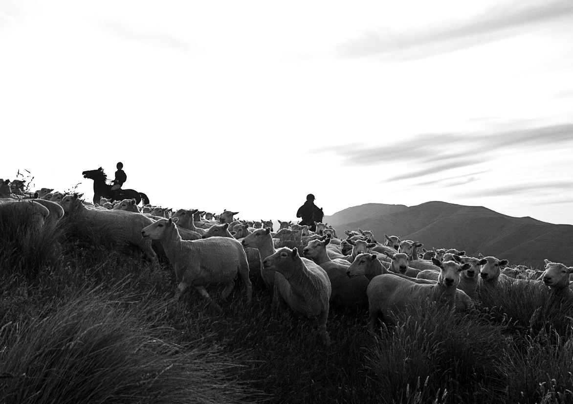 Banks Peninsula Farms Best Awards